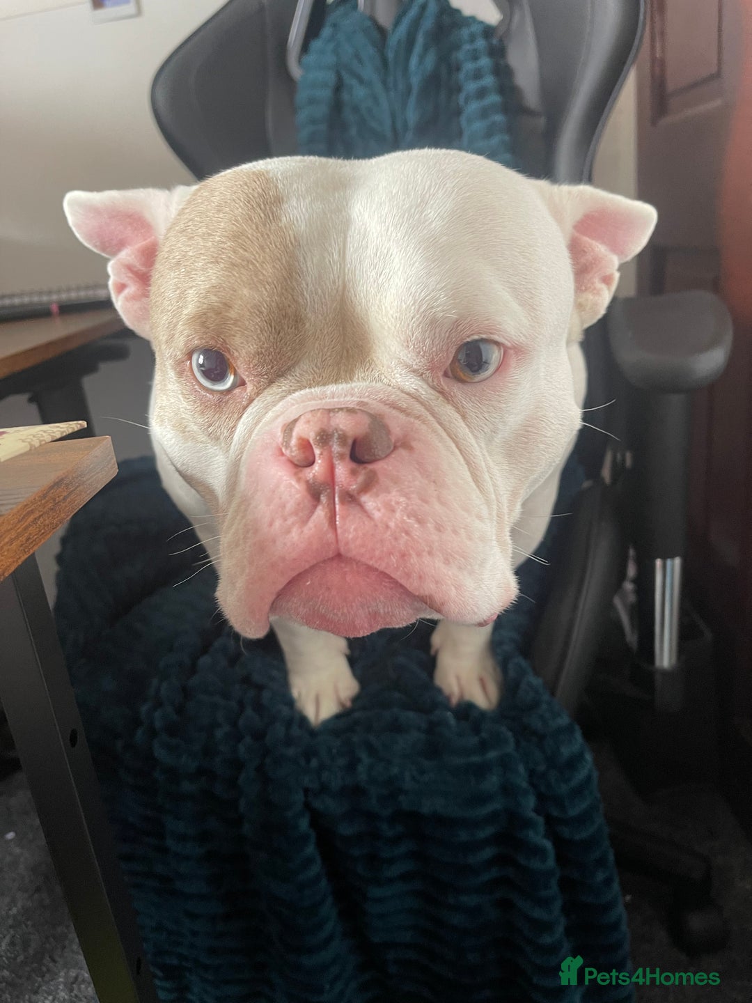 Mixed Breed dogs for sale: Eddie - Image 2