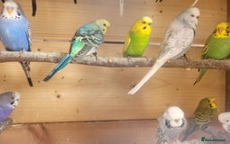Budgerigars birds for sale: Lovely young budgies for sale Various colours  - Image 3