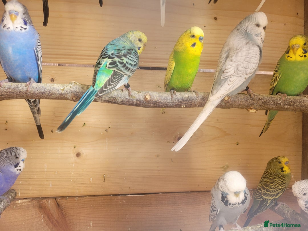 Budgerigars birds for sale: Lovely young budgies for sale Various colours  - Image 3