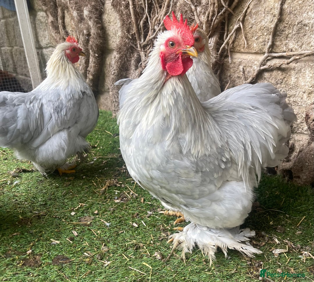 Chickens poultry for sale: Pekin Bantam Hens & Cockerels - Advert 3
