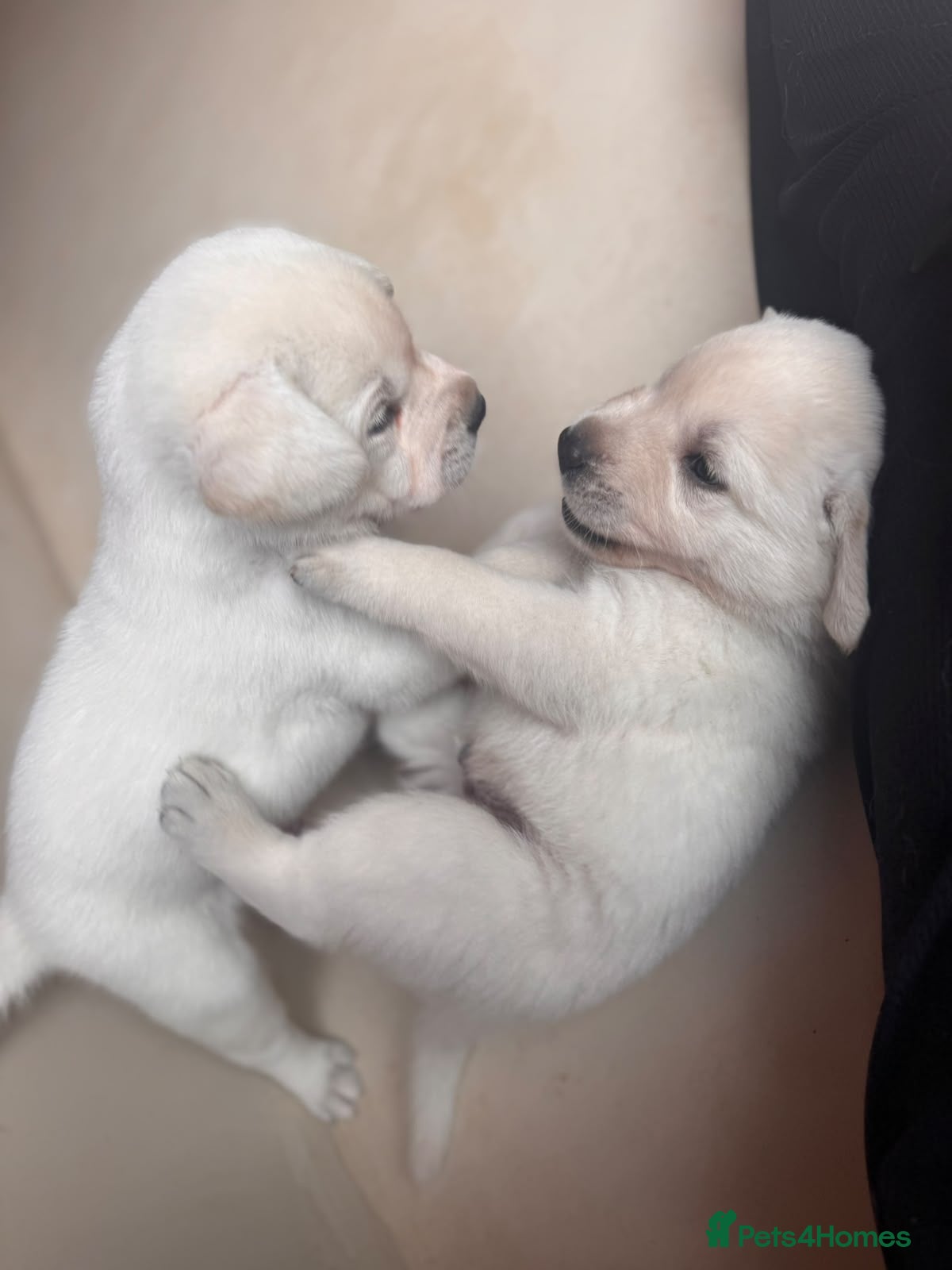 Mixed Breed dogs Lab+Akita adorable pups - Advert 2