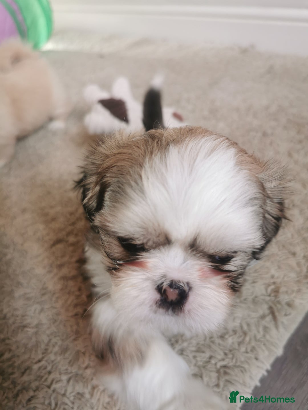 Shih Tzu dogs for sale: Adorable fluufy shihtzus  - Advert 14