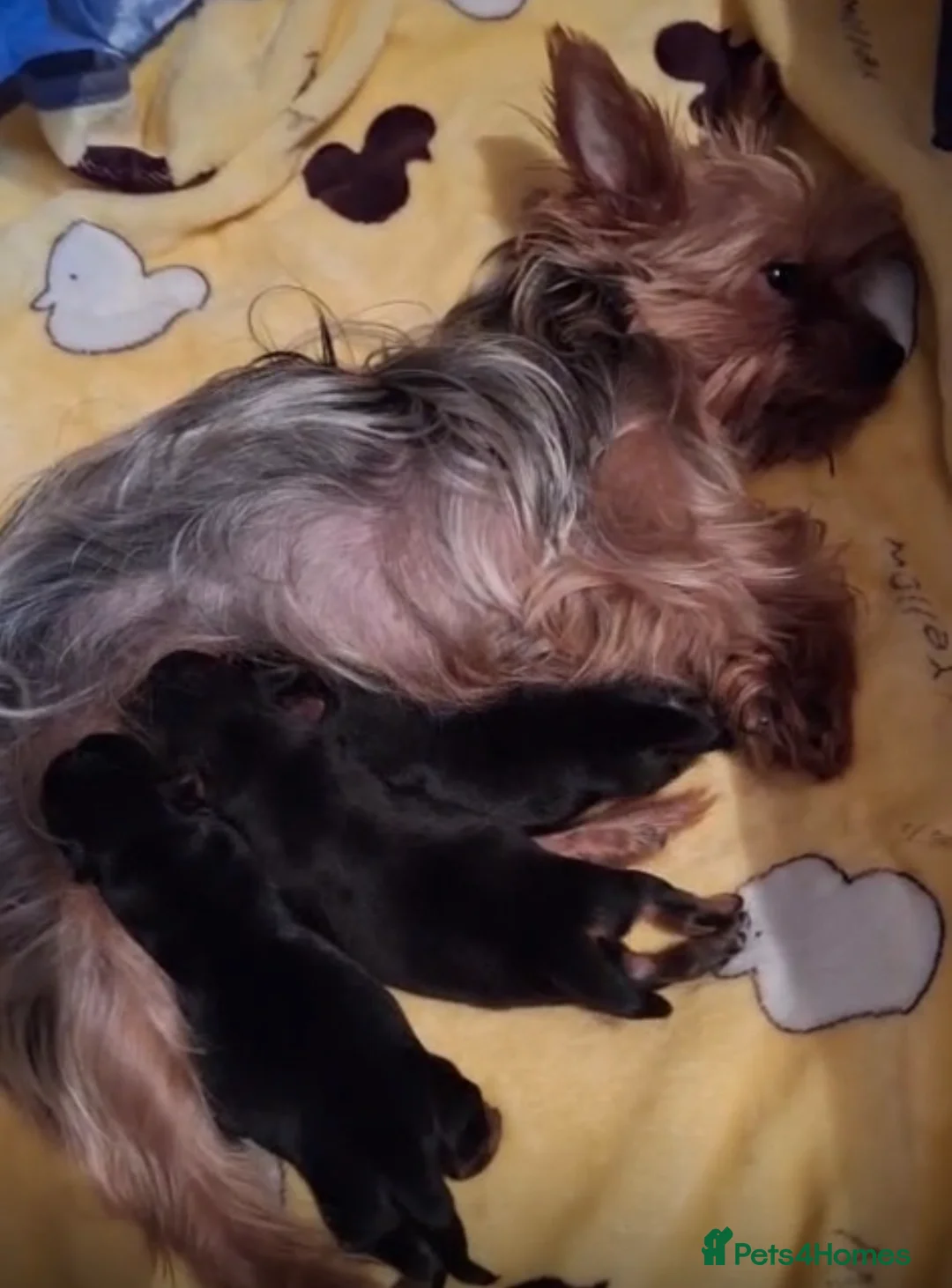 Shorkie dogs for sale: Yorkie shih tzu puppies  - Advert 10