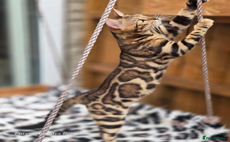 Bengal cats - Advert 4