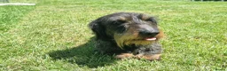 Dachshund dogs for sale: Miniature wire haired daschund  - Advert 4