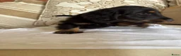Miniature Dachshund dogs for sale: Beautiful miniature dachshunds - Advert 15