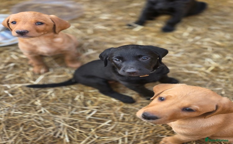 Labrador Retriever dogs - Advert 13