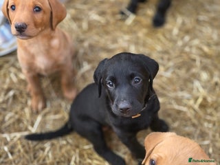 Labrador Retriever dogs (2 girls left) Gorgeous KC labrador puppies - Advert 10