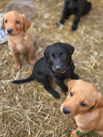 Labrador Retriever dogs - Advert 13