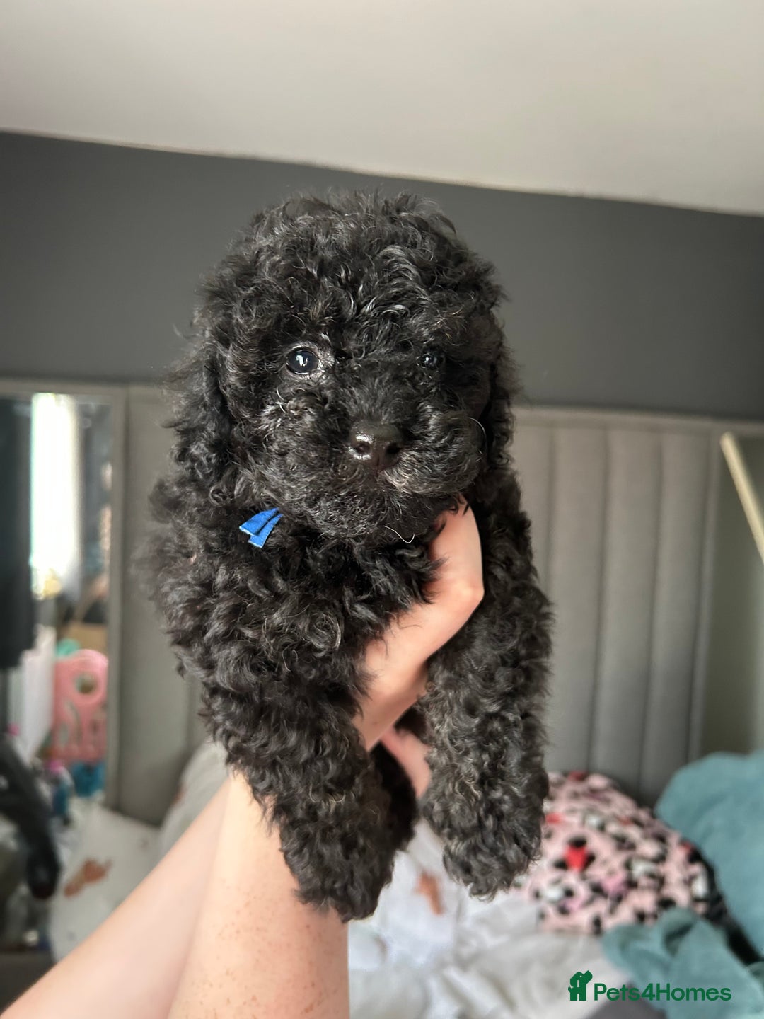 Toy Poodle dogs for sale: *Price reduced *last 2 Kc reg toy poodle pups  - Image 8