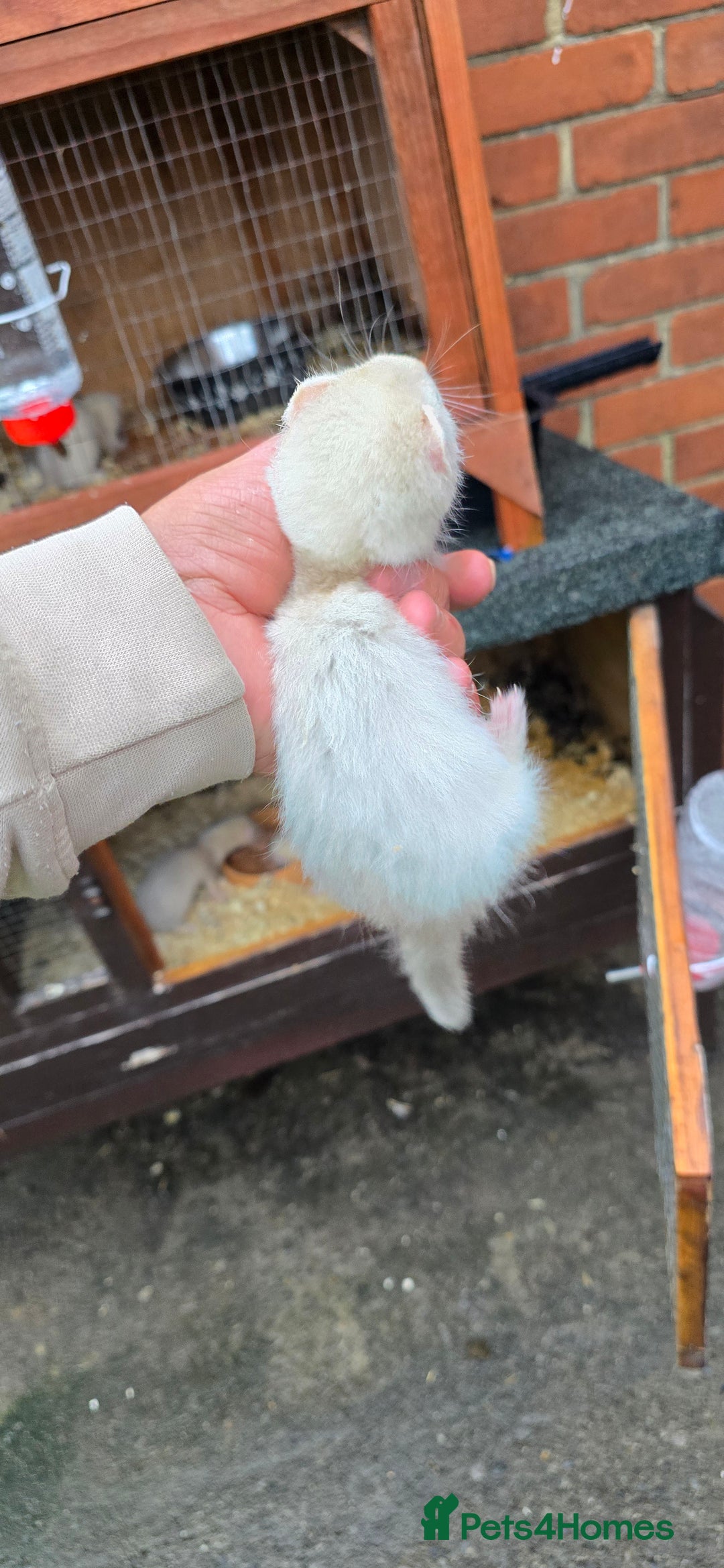 Ferret rodents for sale: 2 silver hobs 1 albino Jill  - Image 4