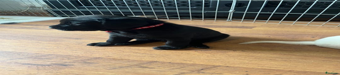 Labrador Retriever Puppy 4