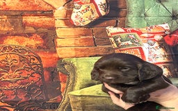 Sprocker dogs for sale: F1 Sprocker pups - Advert 1