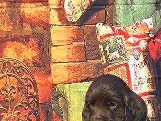 Sprocker dogs F1 Sprocker pups - Advert 1