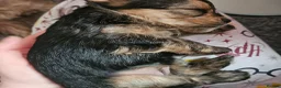 Mixed Breed dogs for sale: 4 gorgeous yorkshire terrier x mini yorkie pups - Advert 20