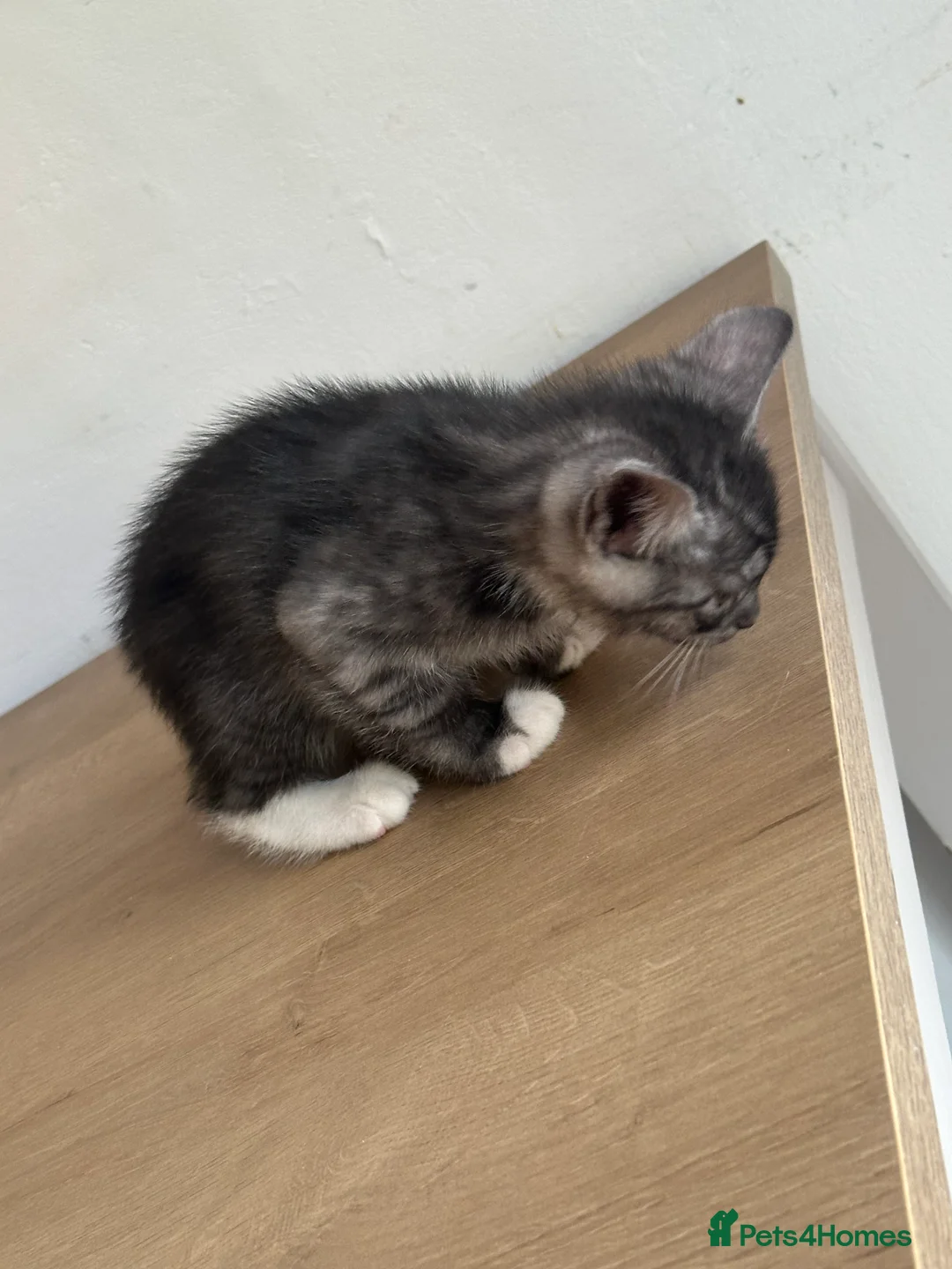 British Shorthair cats for sale: British short haired kittens ready to leave 🐱🐱 - Advert 2
