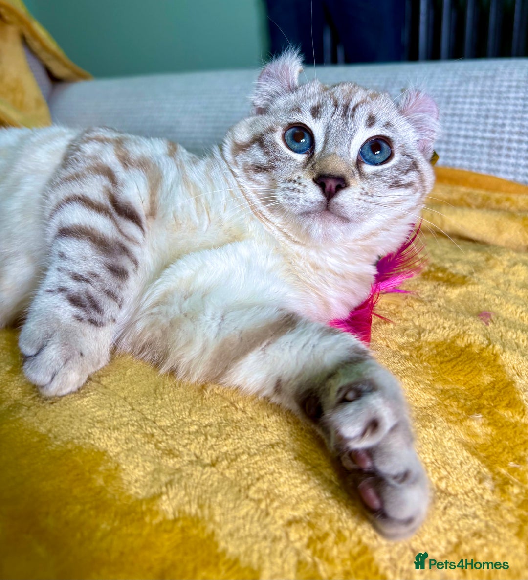 Savannah cats for sale: Breath taking wild looking girl  - Advert 3