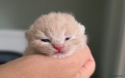 British Shorthair cats for sale: Excellent Quality BSH kittens for Reservation - Image 11