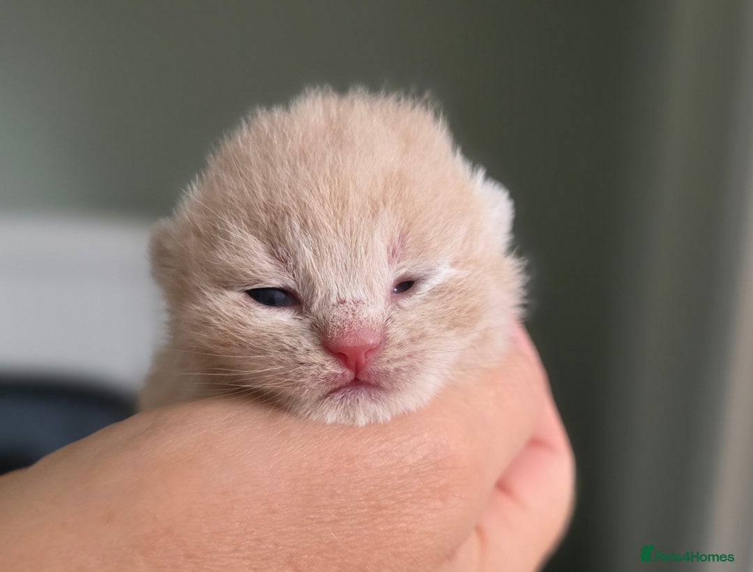 British Shorthair cats for sale: Excellent Quality BSH kittens for Reservation - Image 11