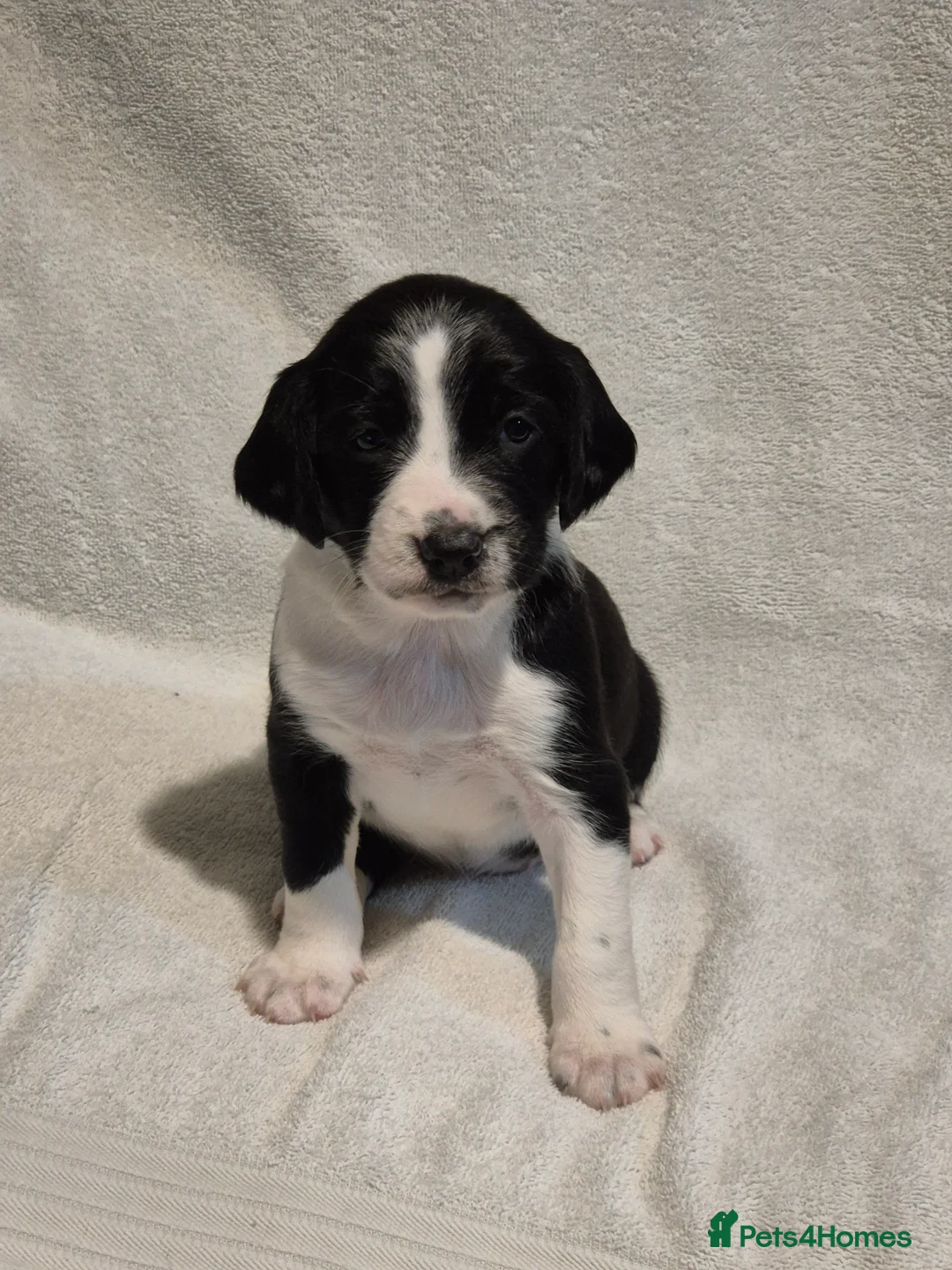 Sprollie dogs for sale: 3/4 Springer Spaniel Puppies - Sprollies - Advert 13