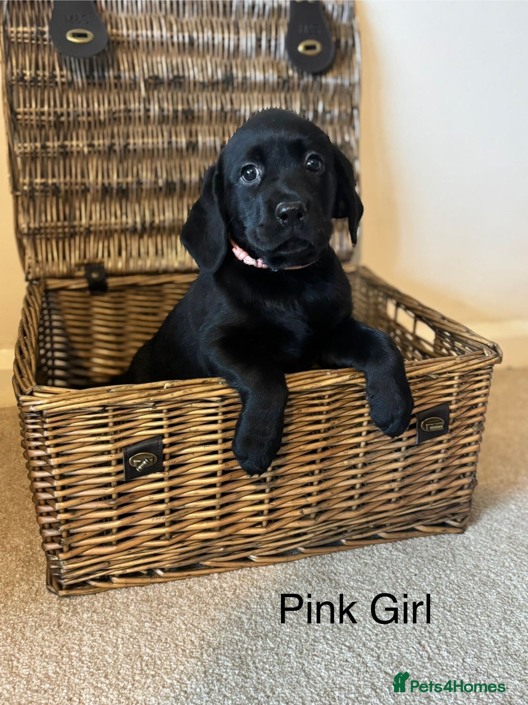Labrador Retriever dogs for sale: Beautiful chunky labs  - Advert 2