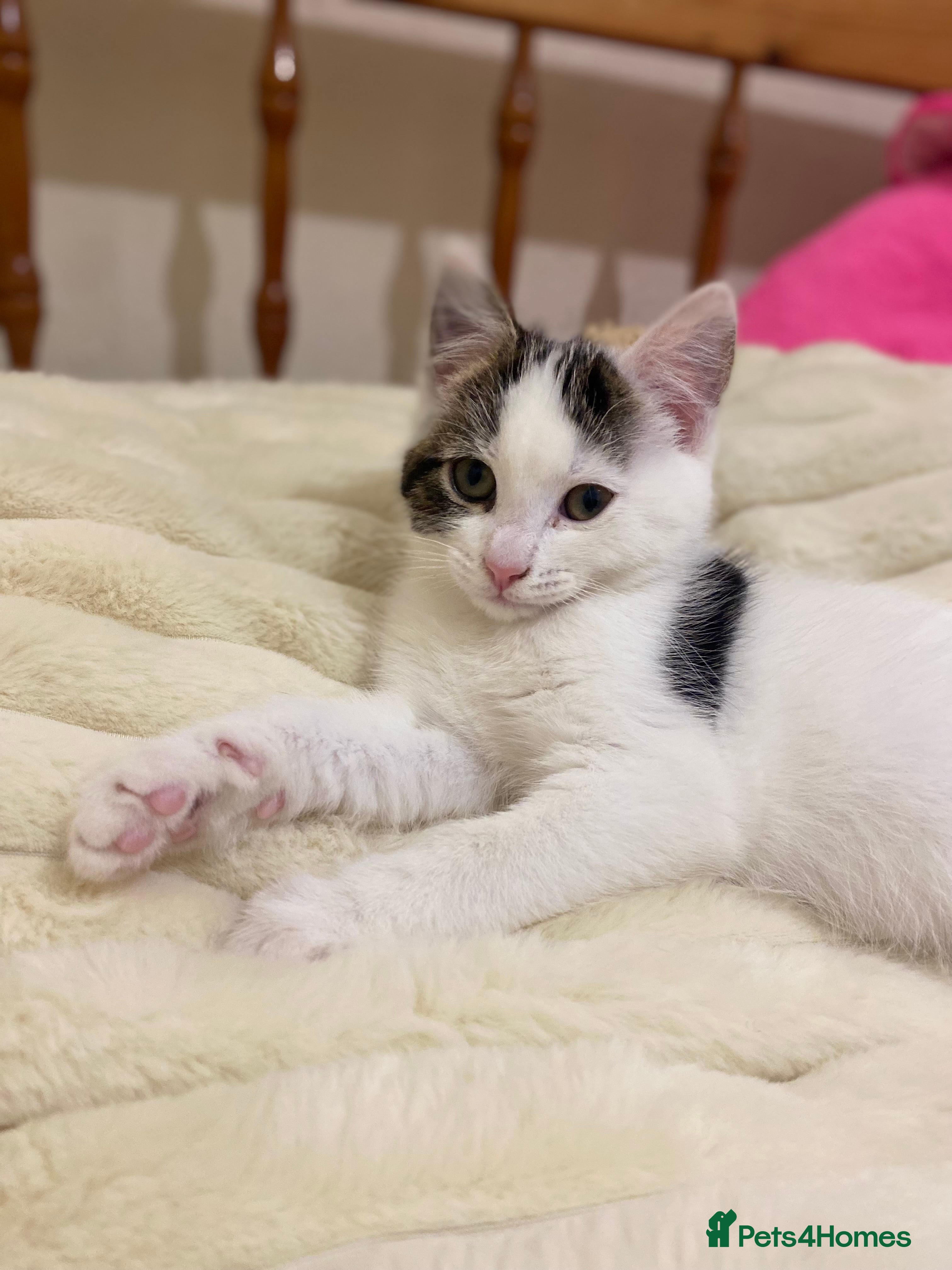 Mixed Breed cats A beautiful white male kitten - Advert 6