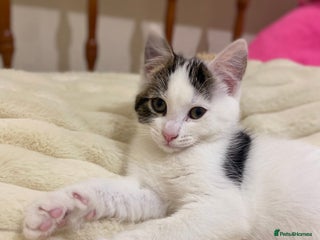 Mixed Breed cats A beautiful white male kitten - Advert 6
