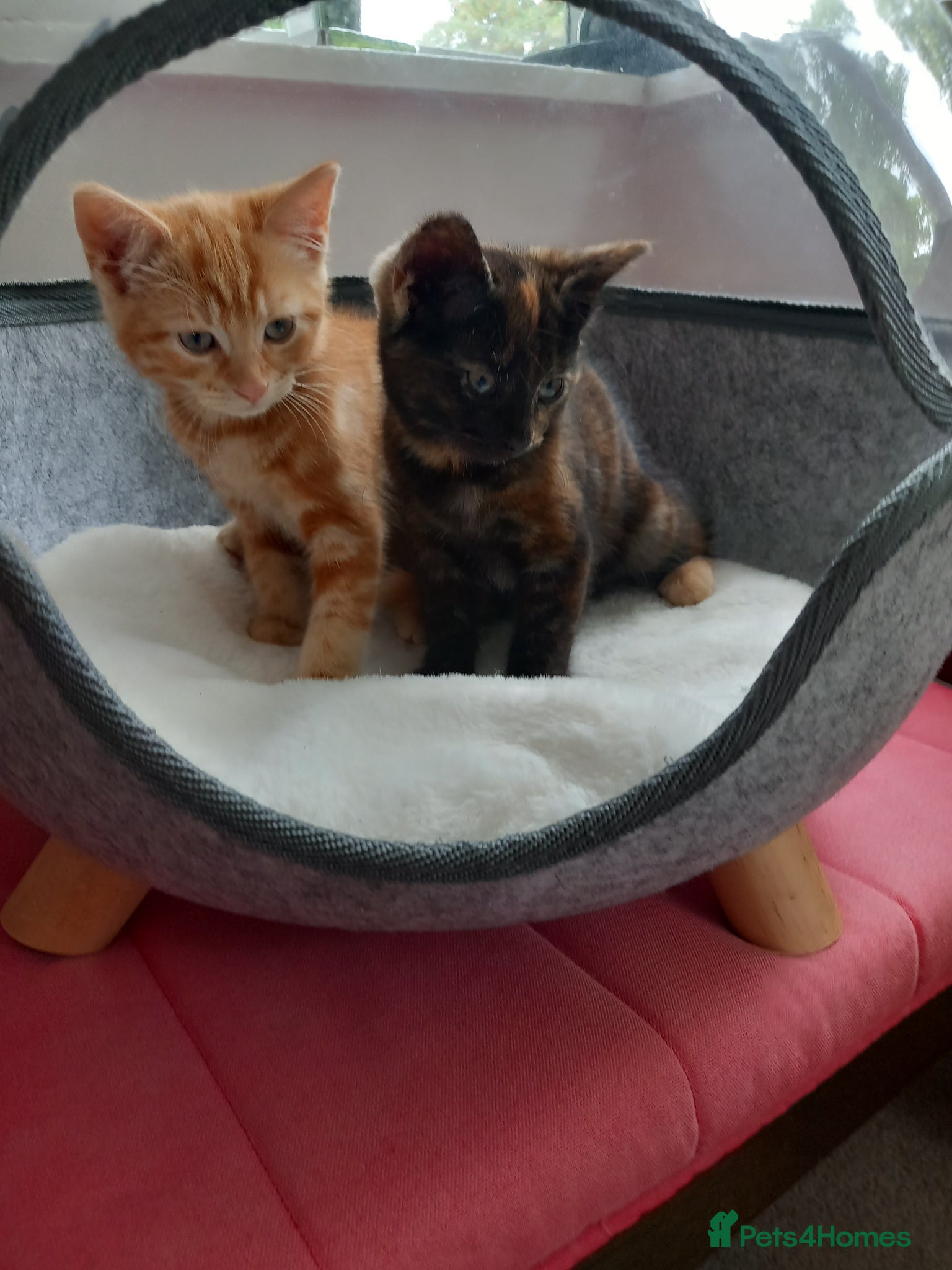Mixed Breed cats Goldie and Meg have had their gorgeous kittens - Advert 13