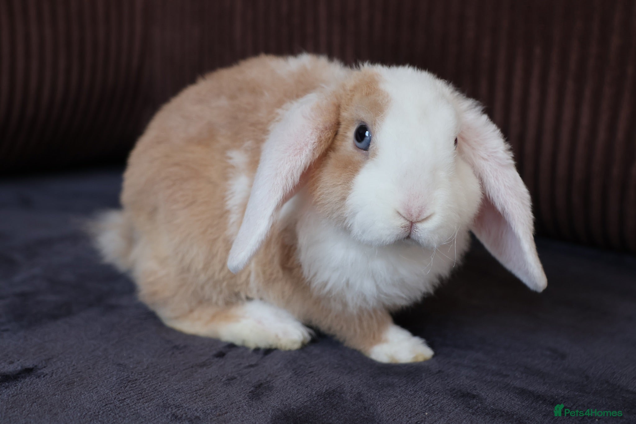 Mini Lop rabbits Mini Plush Lop & Mini Rex Doe 🐰 - Advert 1