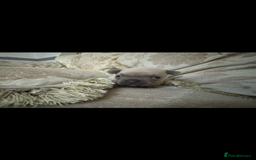 French Bulldog dogs for sale: Stunning blue fawn male available  - Image 3