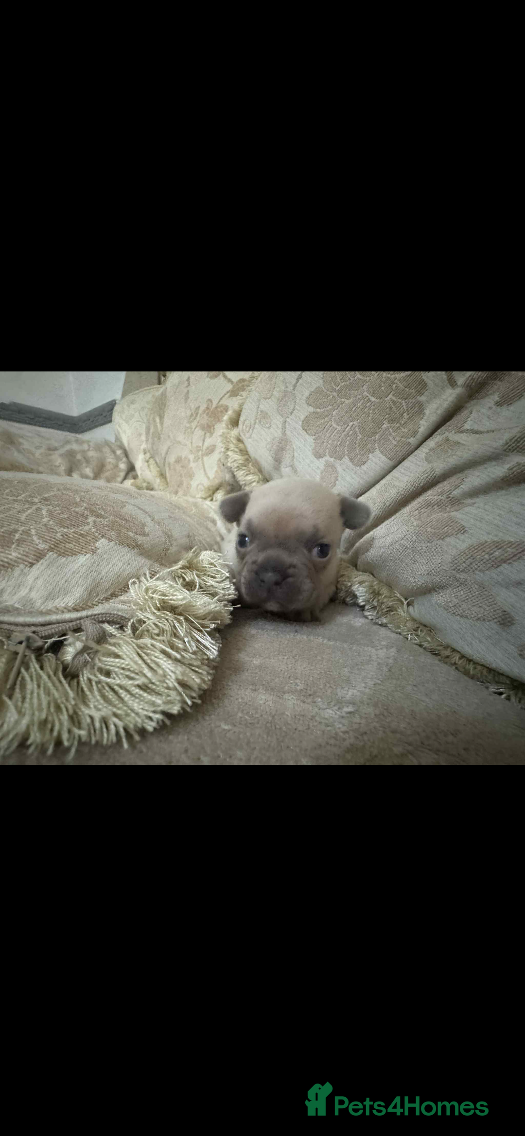 French Bulldog dogs for sale: Stunning blue fawn male available  - Image 3