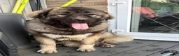 Caucasian Shepherd Dog dogs for stud: Caucasian shepherd stud  in Liverpool - Advert 1