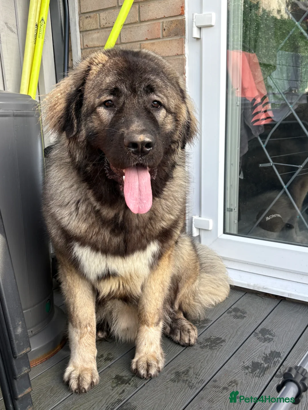 Caucasian Shepherd Dog dogs for stud: Caucasian shepherd stud  in Liverpool - Advert 1