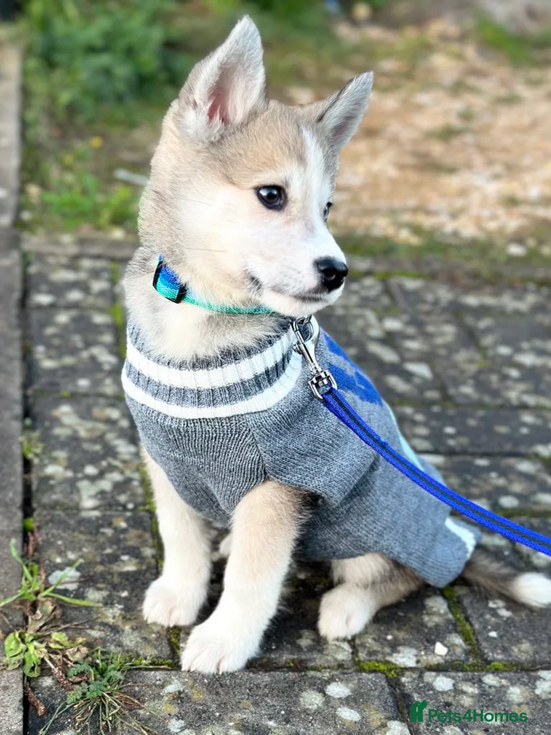 Pomsky dogs for stud: Proven quality F2 proven stud in Andover - Advert 15