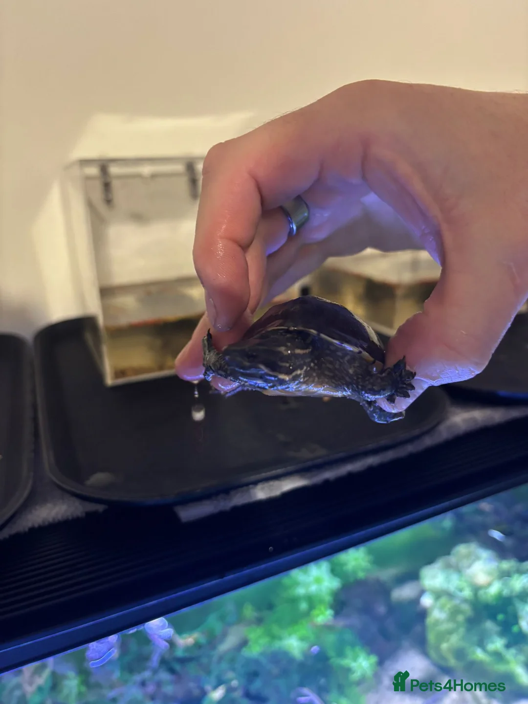 Turtle reptiles for sale: 2 Musk Turtles Unsexed - Advert 6