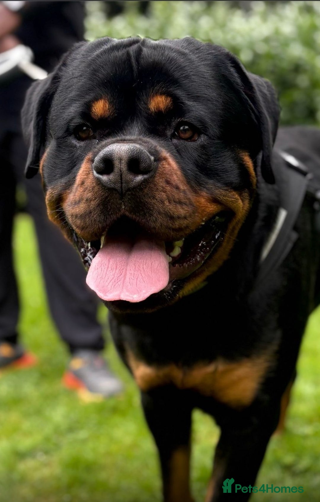 Rottweiler dogs for stud: Proven HEALTH TESTED KC registered Rottweiler stud in Witney - Advert 11