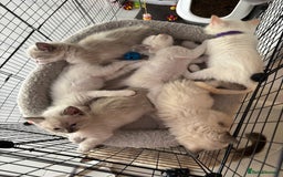 Ragdoll cats for sale: Beautiful ragdoll kittens - Image 16