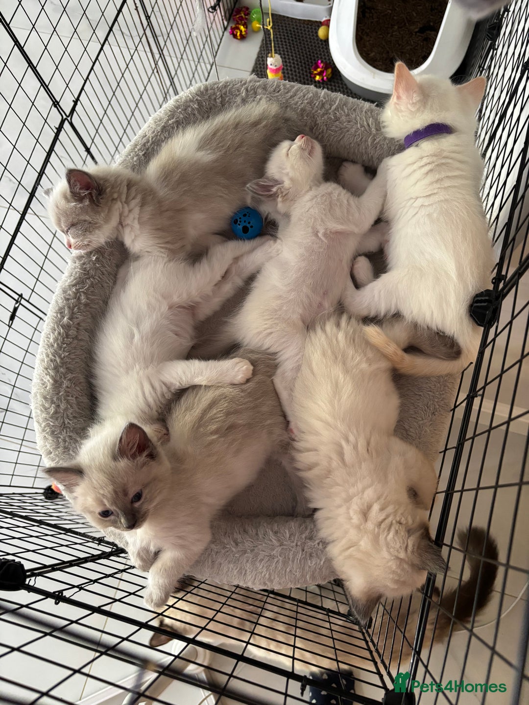 Ragdoll cats for sale: Beautiful ragdoll kittens - Image 16