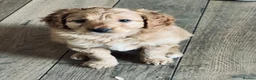 Mixed Breed dogs for sale: Hassan H - Advert 8