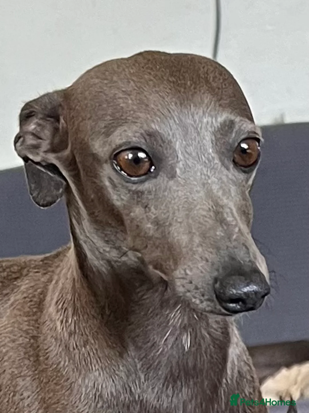 Italian Greyhound dogs for sale:     Italian Greyhound. Babies  - Advert 11