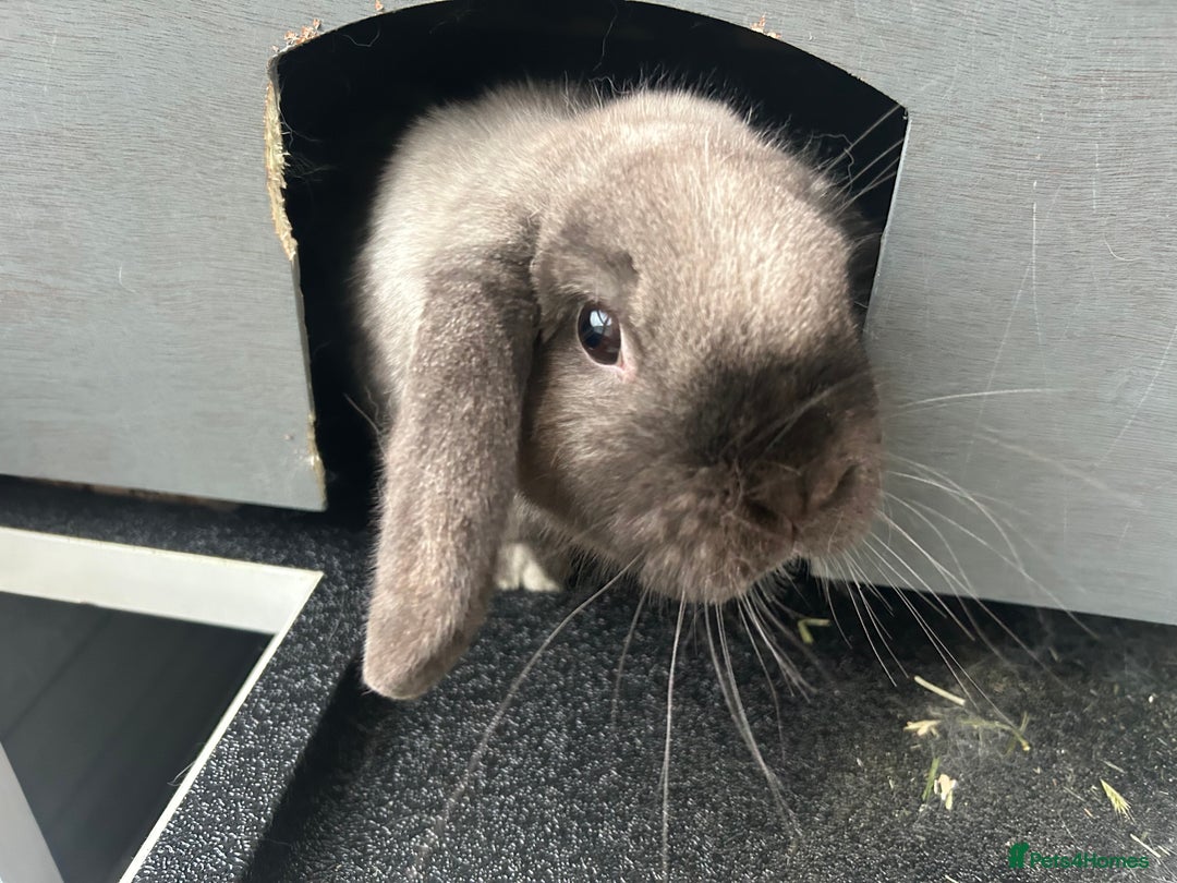 Mini Lop rabbits for sale: 2 Female Mini Lop Bunnies looking for new home - Advert 2