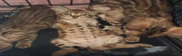 Bengal cats for sale: Stunning litter of brown rosetted Bengal cubs  - Advert 23