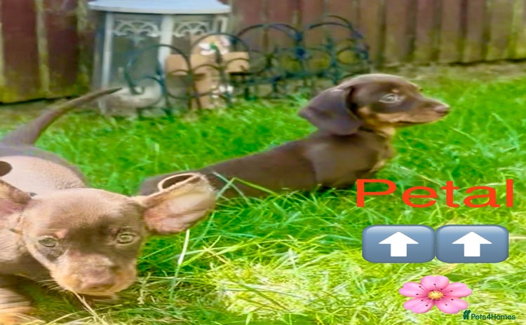 Miniature Dachshund dogs - Advert 2