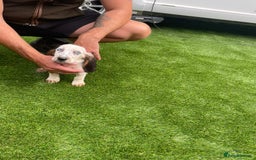 Basset Hound dogs for sale: Basset hound puppies for sale - Image 14