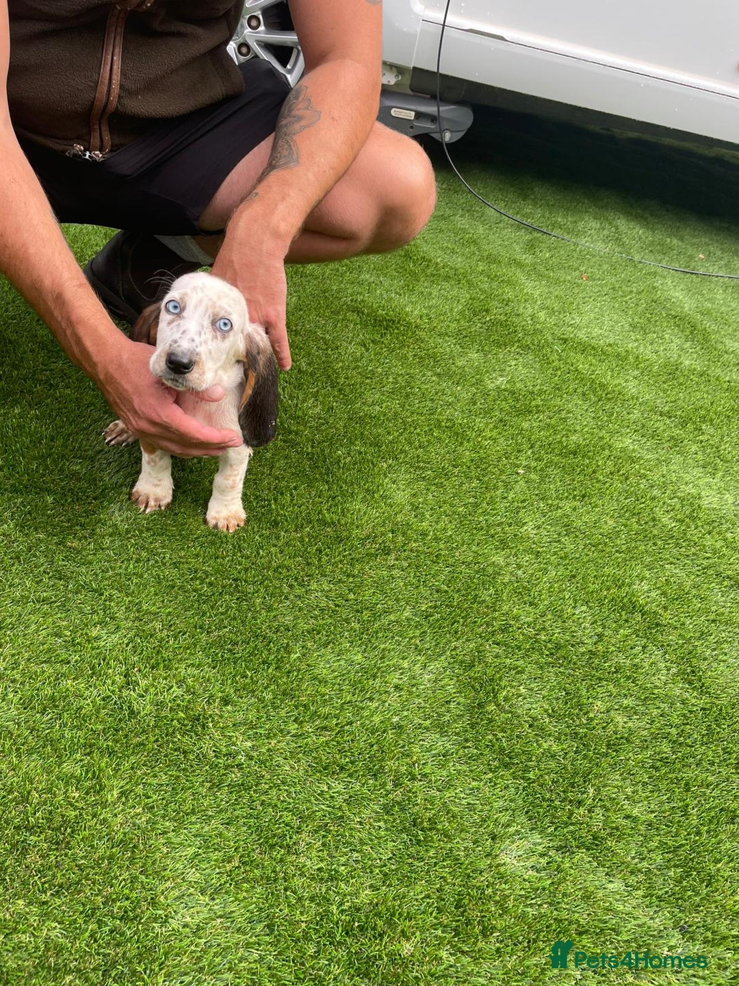 Basset Hound dogs for sale: Basset hound puppies for sale - Image 14