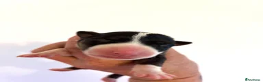English Bull Terrier 5