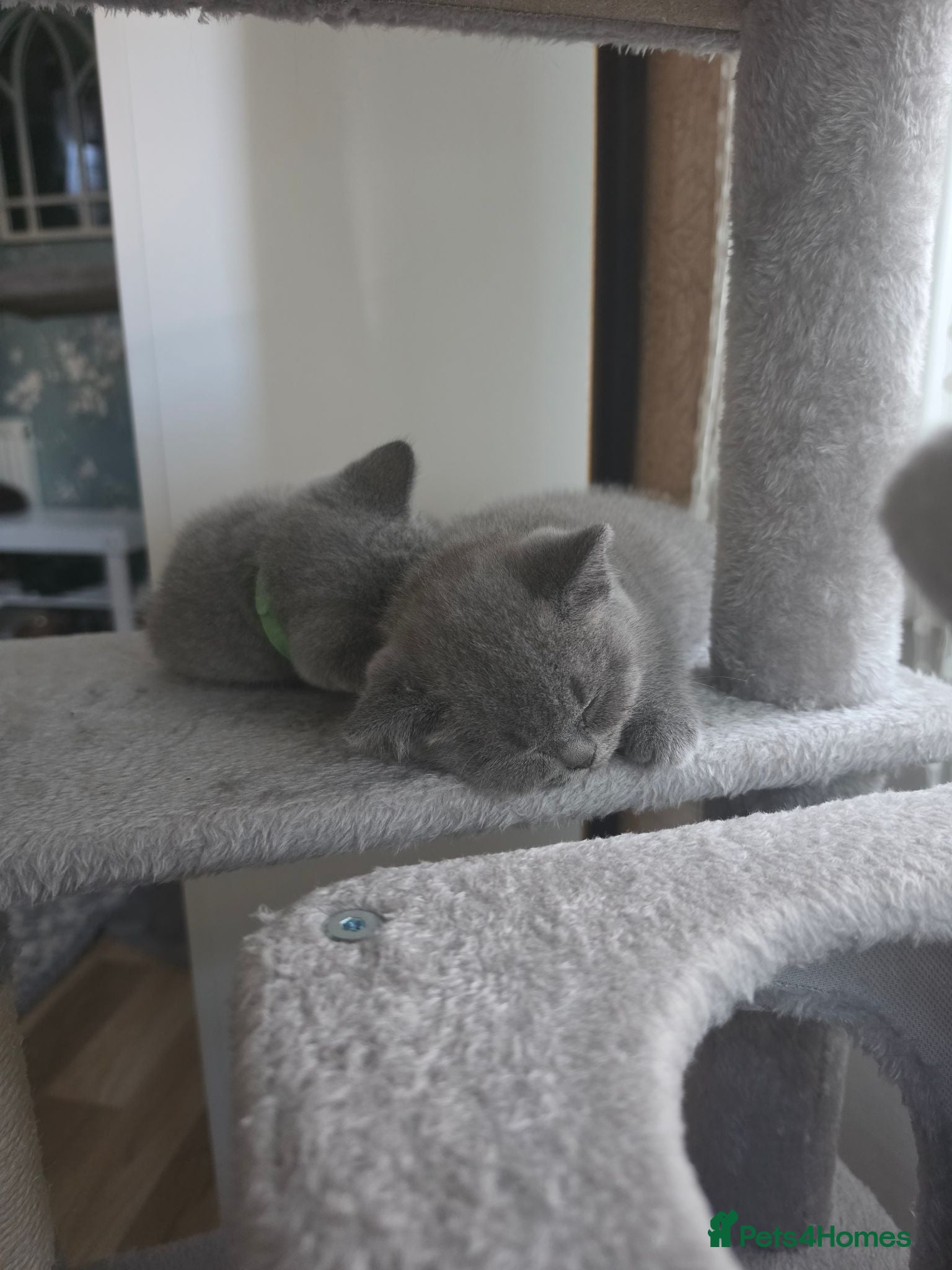 British Shorthair cats British Shorthair Kittens Looking for Loving Homes - Advert 18