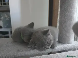 British Shorthair cats British Shorthair Kittens Looking for Loving Homes - Advert 18