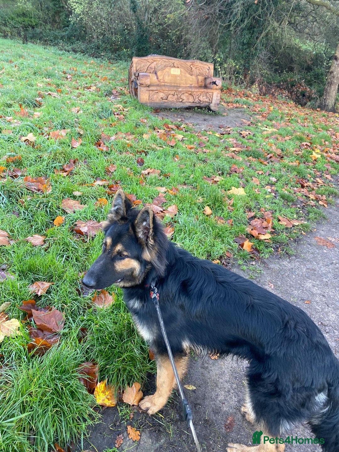 German Shepherd dogs for sale: 8 month old German shepherd for rehoming  - Advert 2