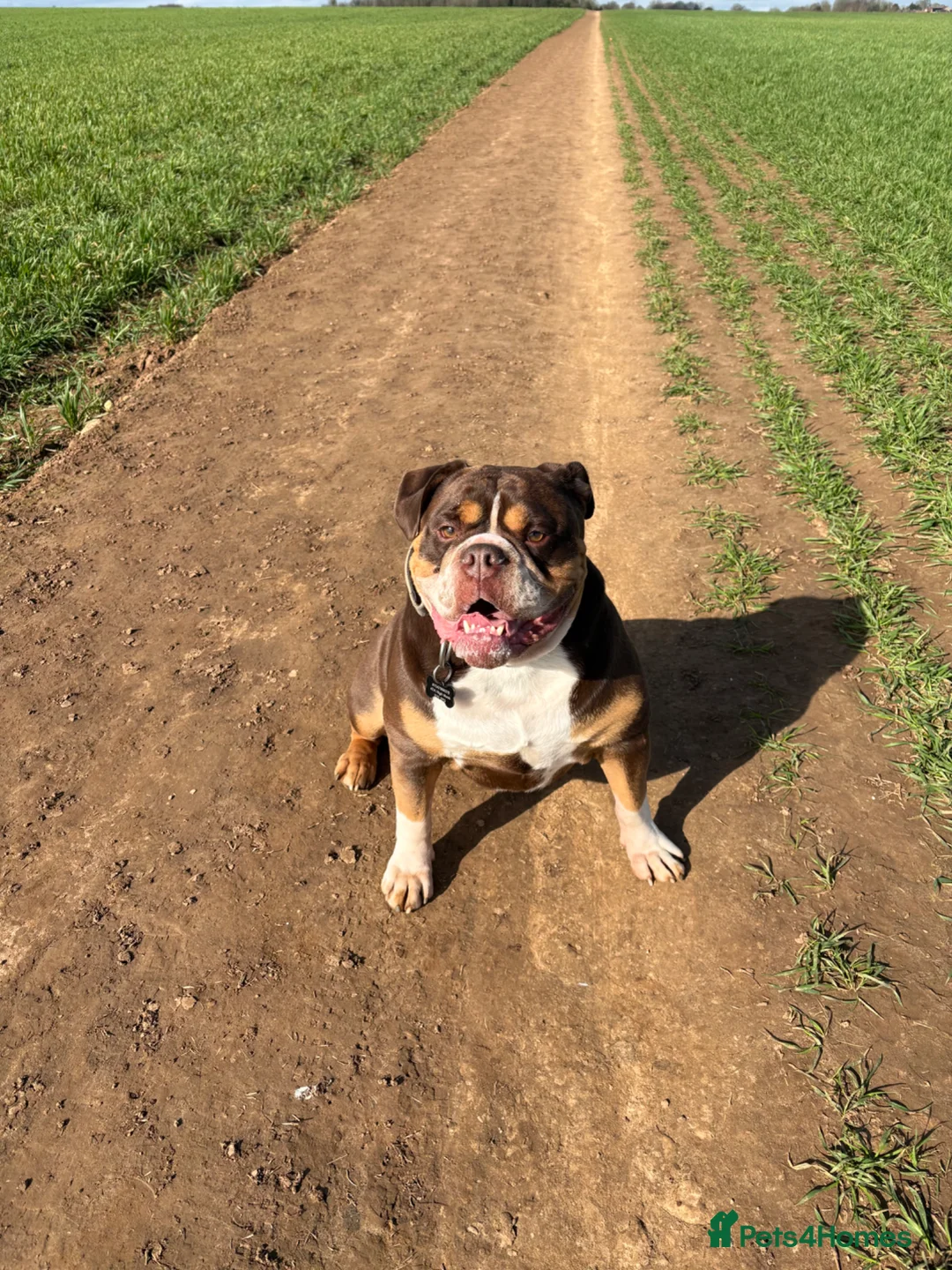 Olde English Bulldogge dogs for sale: Olde English bulldog male 4 years old  - Advert 2